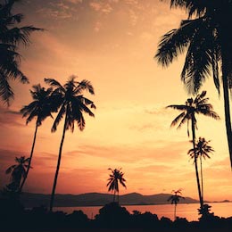 Тропические пальмы на закате на фоне океана и гор