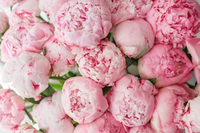 Цветочная композиция розовых бутонов пионов