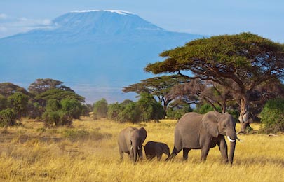 Семья слонов гуляет на фоне горы Килиманджаро