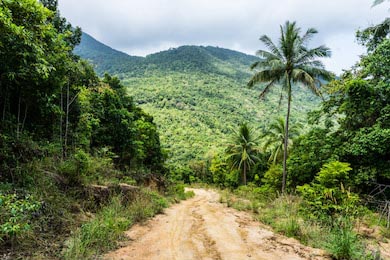 Дорога среди джунглей и пальм на тропическом острове
