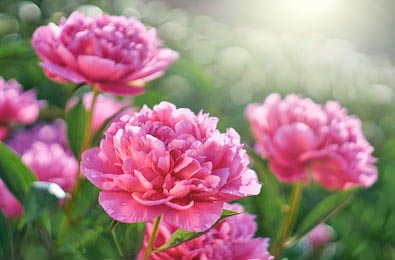 Зеленый сад с цветущими розовыми пионами