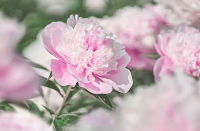 Розовые пионы, цветущие на фоне розовых пионов