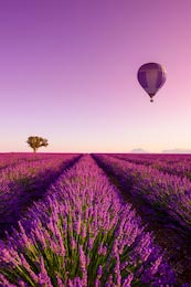 Воздушный шар в небе на фоне лавандовых полей