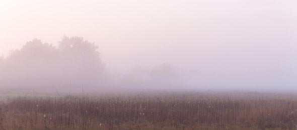 Туман над сухой травой и силуэтами деревьев утром