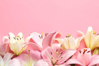 Композиция с красивыми цветами лилии на розовом фоне