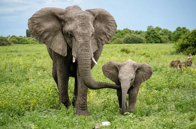 Мама слон и маленький слоненок в диких джунглях