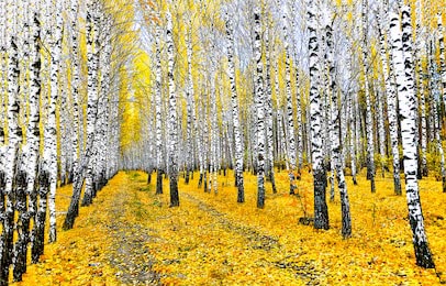 Осенний пейзаж дорожки возле берез