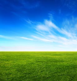 Летнее поле с зеленой молодой травой на фоне неба