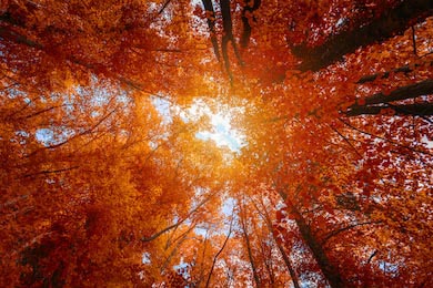 Осенние вершины деревьев в осеннем лесу с небом