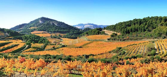 Осенние виноградники в Провансе, Франция