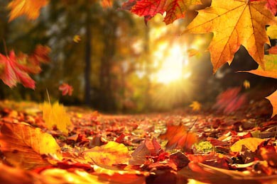Осенние листья с подсветкой от заходящего солнца