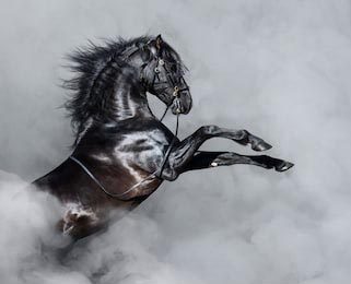 Черная андалузская лошадь скачет в светлом дыме