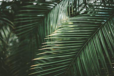 Абстрактный фон зеленые пальмовые листья