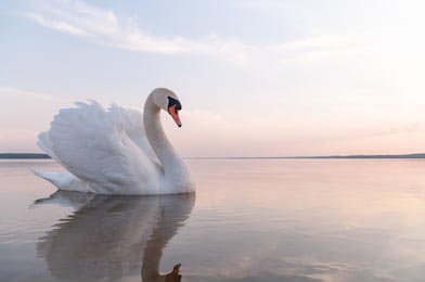 Лебедь на голубой воде озера в солнечный день