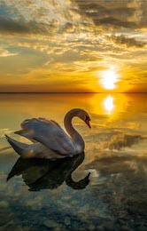 Закатный силуэт лебедя на воде на закате дня
