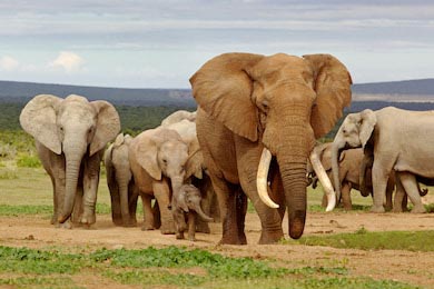 Стадо слонов в водяной скважине в Нацпарке Слонов