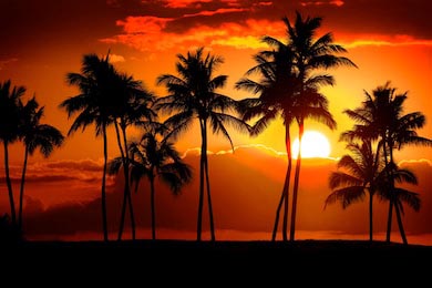 Тропические пальмы на закат дня