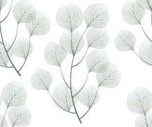Иллюстрация синих листьев евкалипта на белом фоне
