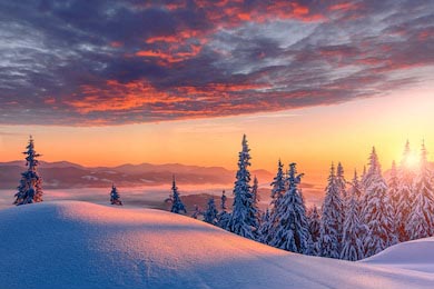 Покрытые снегом деревья под солнцем альпийской зимы
