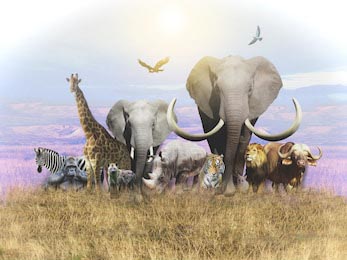 Животные Африки идут по жаре