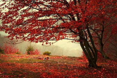 Красивое дерево с красными листьями в лесу