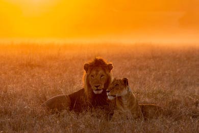 Влюбленная пара льва и львицы в саванне Масаи Мара