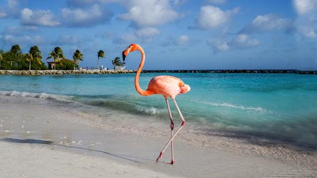 Розовый фламинго на берегу океана