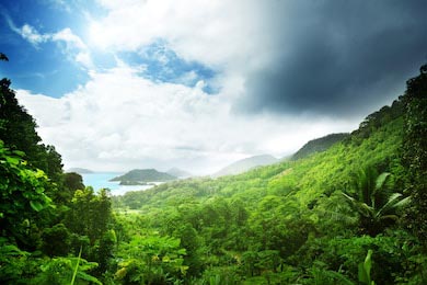 Джунгли острова Сейшеллы