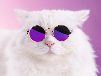 Портрет белого пушистого кота в модных очках