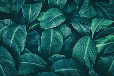 Темно-зеленая тропическая листва