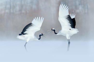 Танцующая пара журавлей с распростертыми крыльями