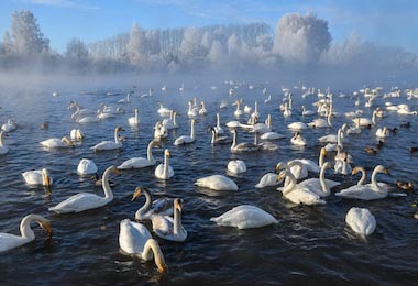 Очень много красивых белых лебедей на озере 