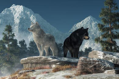 Волки в дикой природе Америки в поисках добычи