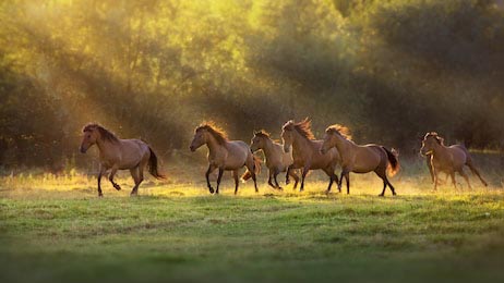 Лошади гуляют на пастбище залитым солнечным светом