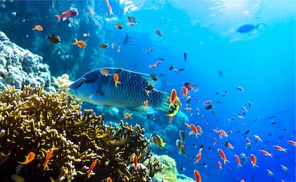 Подводный вид на коралловые рифы и рыб