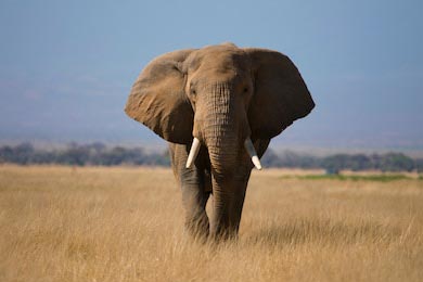 Африканский слон в национальном парке Амбосели 