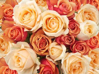 Голанские оранжевые и бежевые розы в большом букете