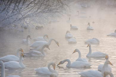 Место зимовки лебедей, Алтай