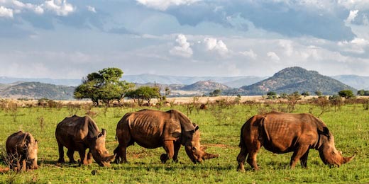 Стадо носорогов в заповеднике недалеко от Бадплааса