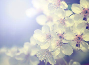 Винтажное фото белого цветка сакуры весной