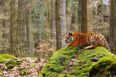 Амурский тигр лежит на замшелом камне