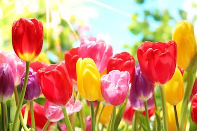 Свежие красочные тюльпаны в теплых солнечных лучах