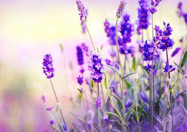 Молодые цветы лаванды на фиолетовом фоне