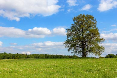 Дуб один стоит в поле летом на фоне голубого неба