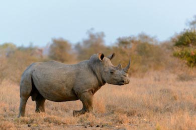 Белый носорог гуляющий в провинции Лимпопо