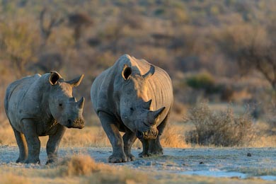 Белый носорог гуляет по Национальному парку