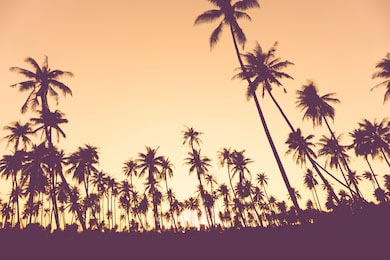 Тропические высокие пальмы на фоне розового заката