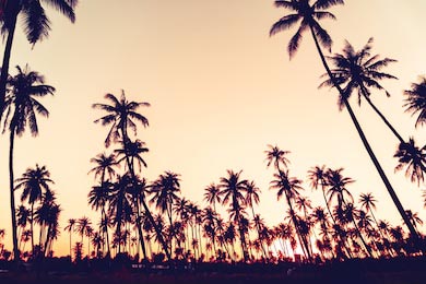 Тропические пальмы на фоне природы закатного неба