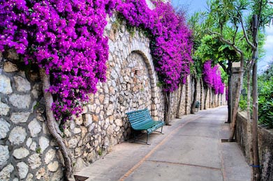 Яркие цветы украшающие стену у дорожки в Капри