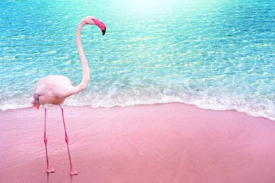 Розовый фламинго на розовом песчаном пляже